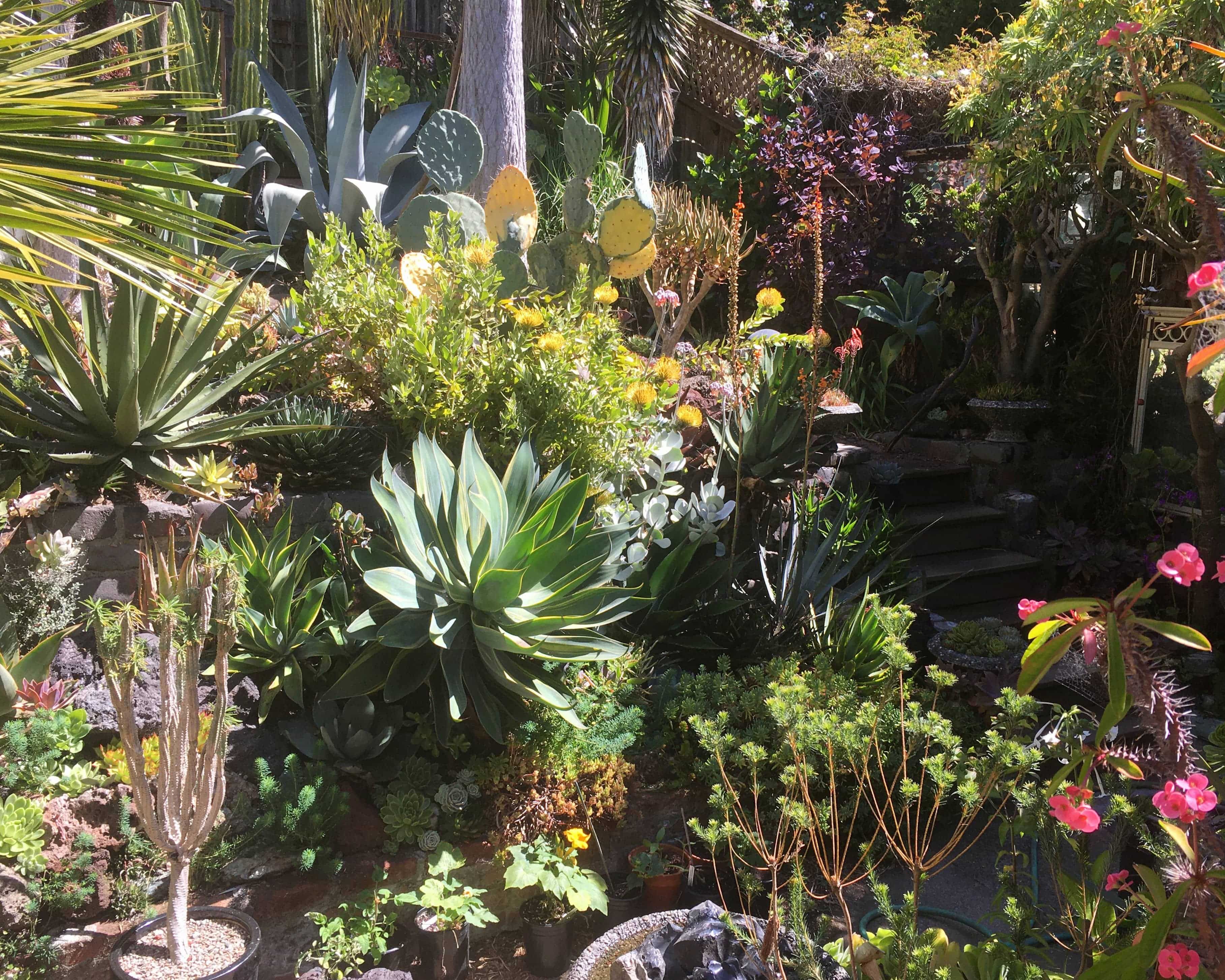 2b_dry_garden_on_surrey_priola.jpg