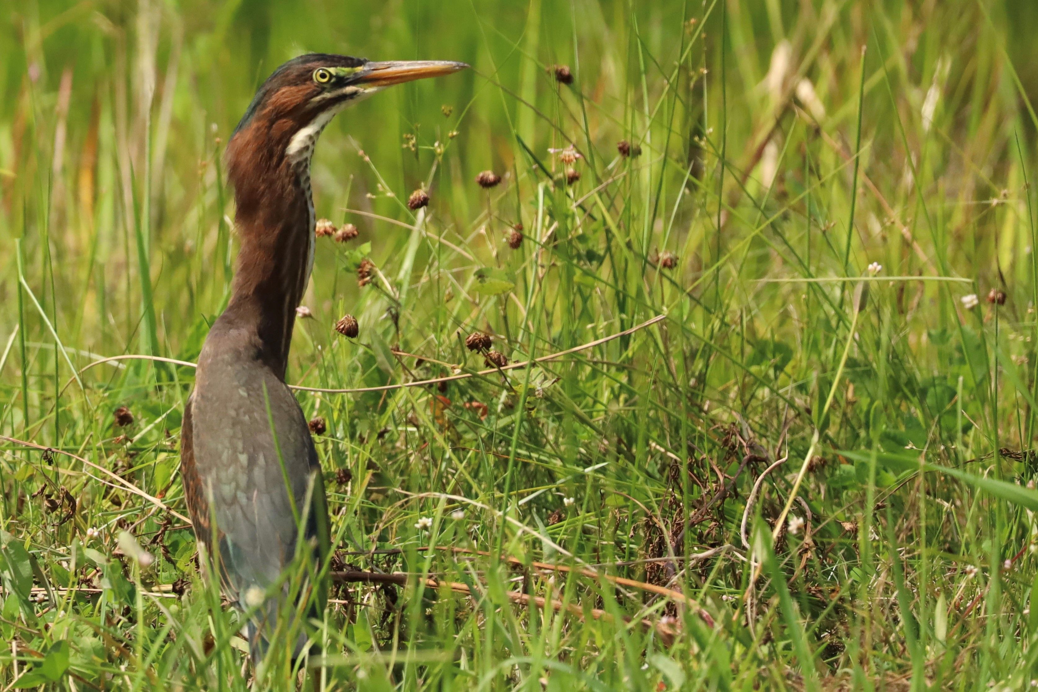Nature-Friendly Gardening Thrives Through Open Days  
