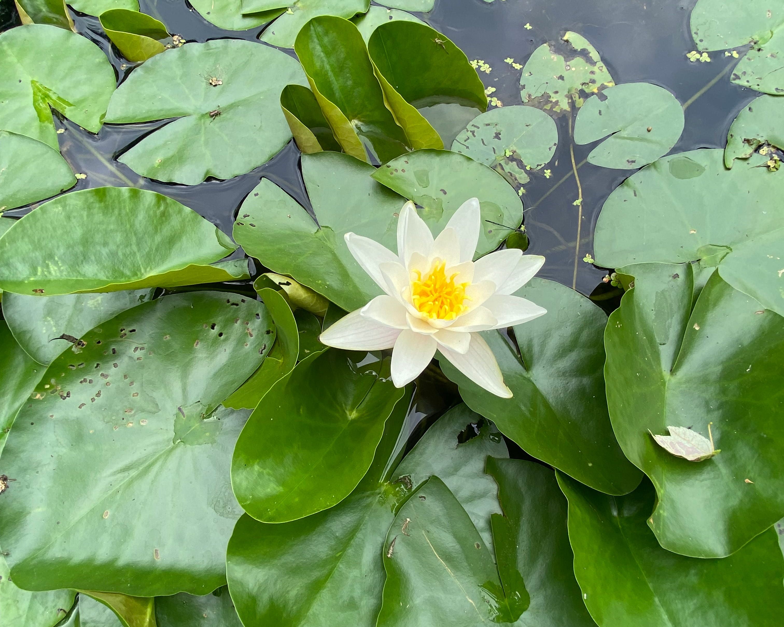 New Jersey’s Most Enchanting Private Gardens Open to the Public on September 13