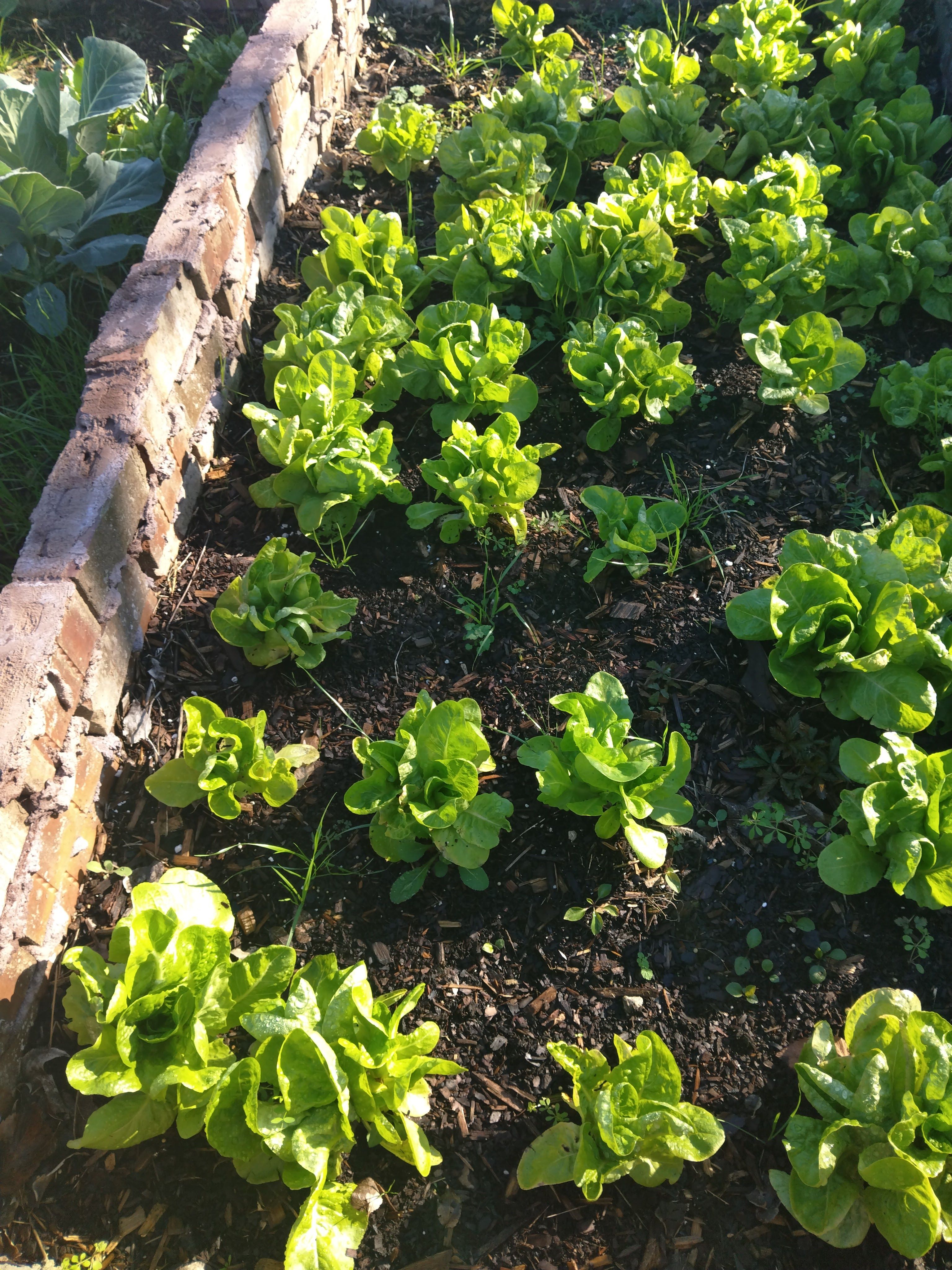 fall garden 2023 6.jpg